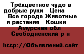 Трёхцветное чудо в добрые руки › Цена ­ 100 - Все города Животные и растения » Кошки   . Амурская обл.,Свободненский р-н